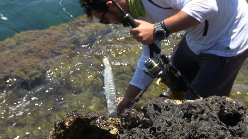 unhooking a Mediterranean Barracuda 