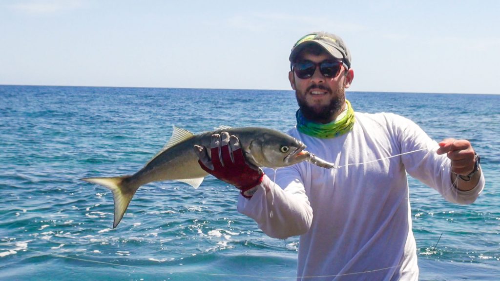 Bluefish caught from the coast in Sicily